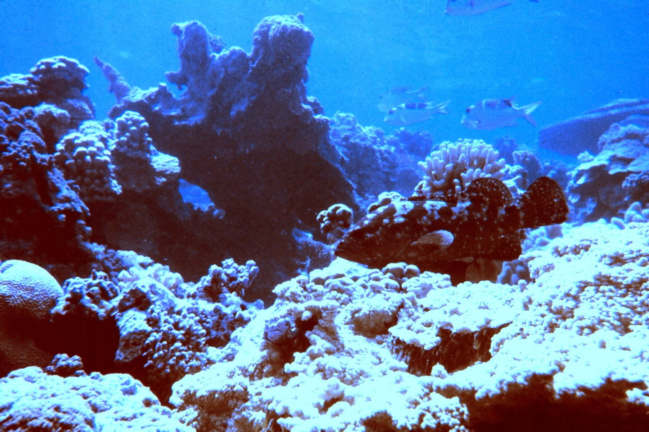 Marbled grouper (Epinephelus polyphekadion)  blending in with reef