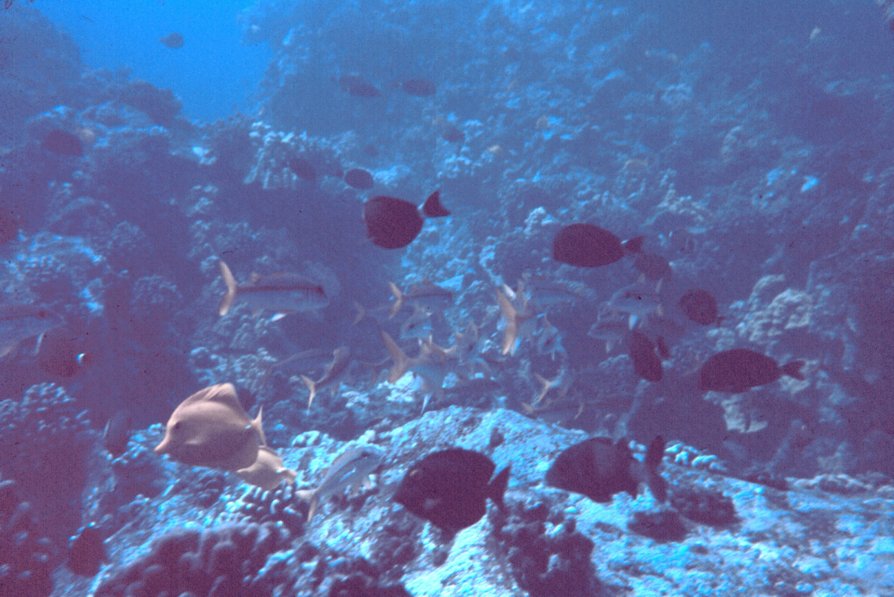 An array of various reef fish