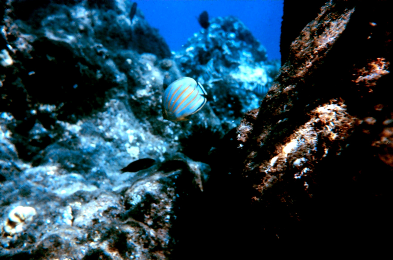 Ornate butterflyfish (Chaetodon ornatissimus)