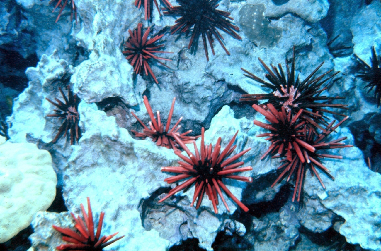 Red slate pencil urchins (Heterocentrotus mammillatus)