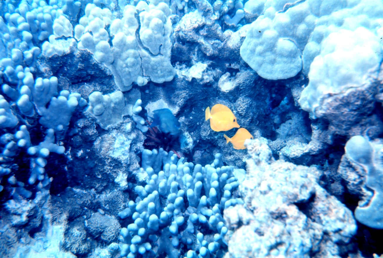 Yellow tang (Zebrosoma flavescens) silhouetted against white coral