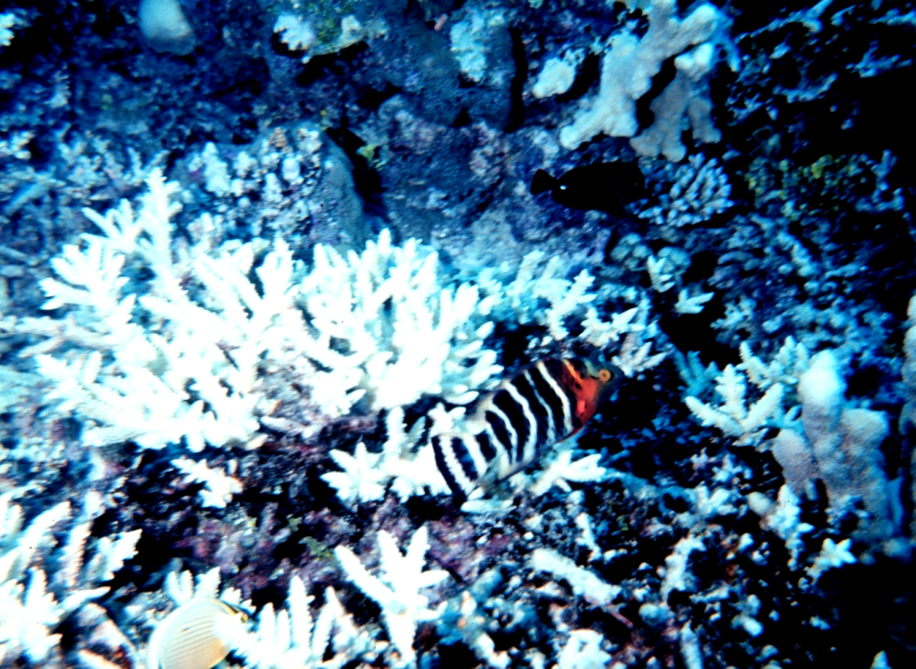 Red breasted wrasse (Cheilinus fasciatus) amongst coral