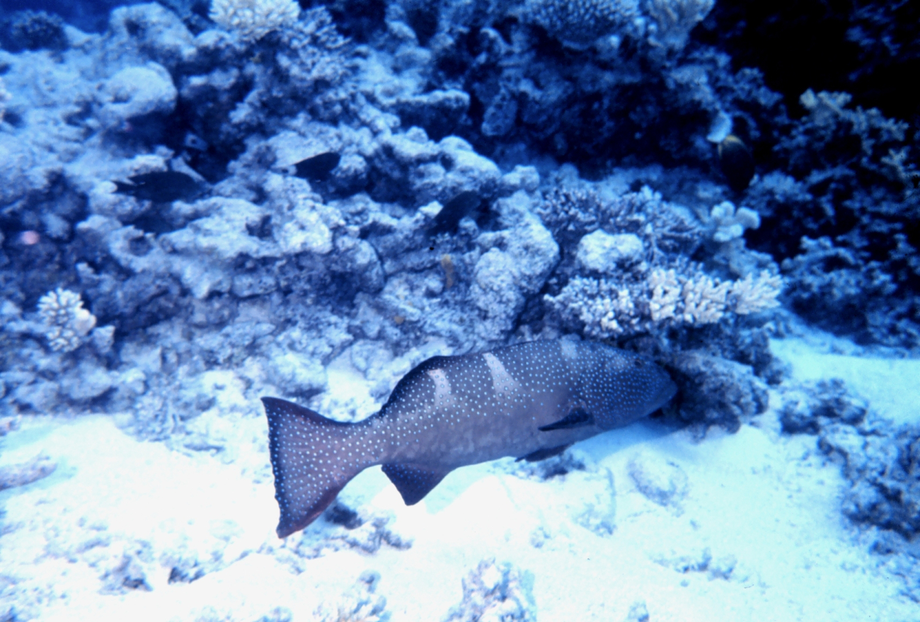 Saddleback coral grouper