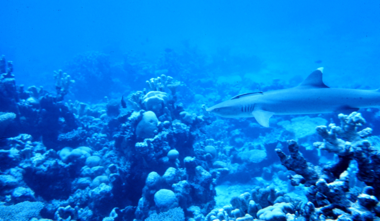 Whitetip shark cruising the reef