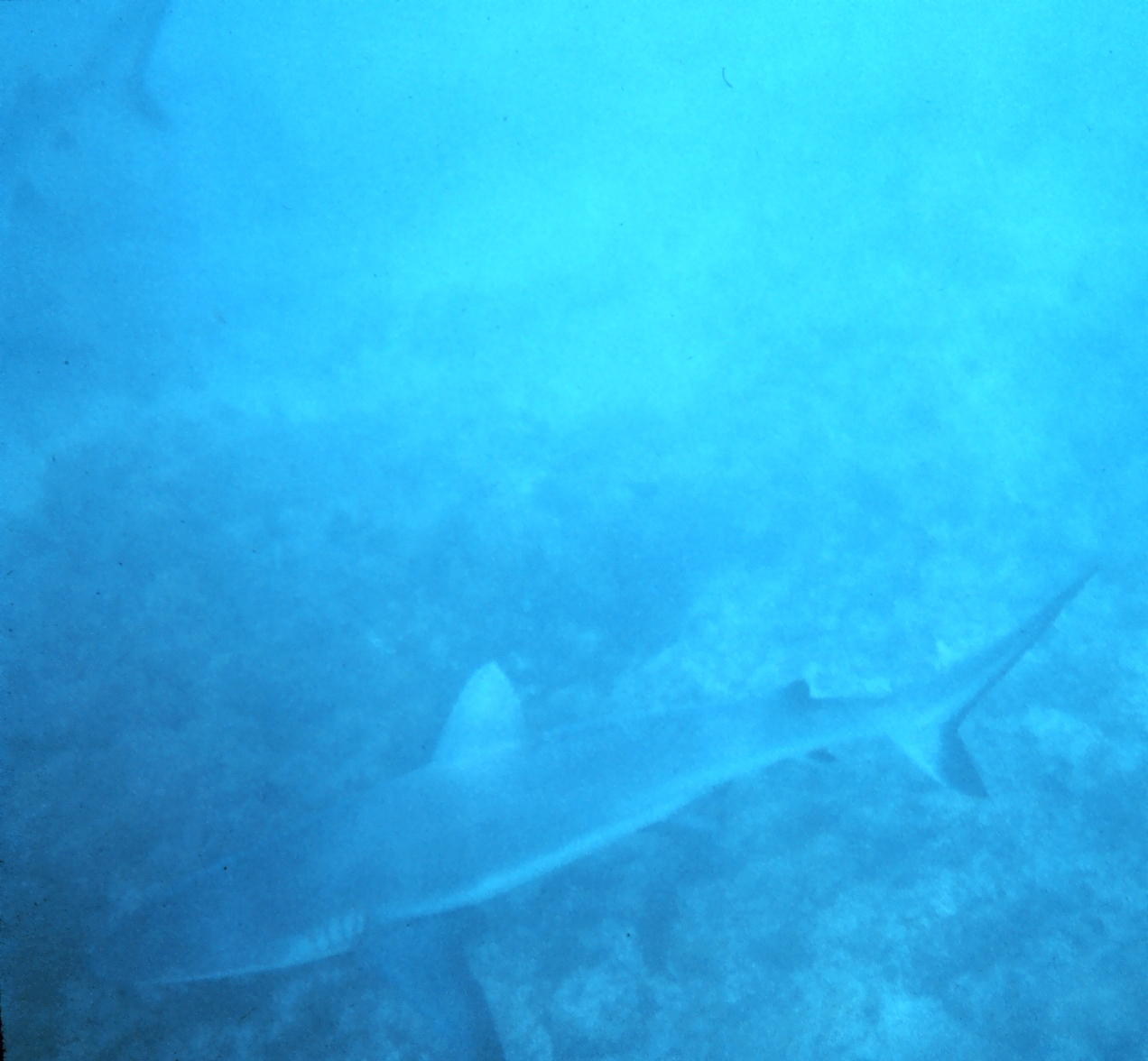 Large shark with tail of another visible in upper left corner