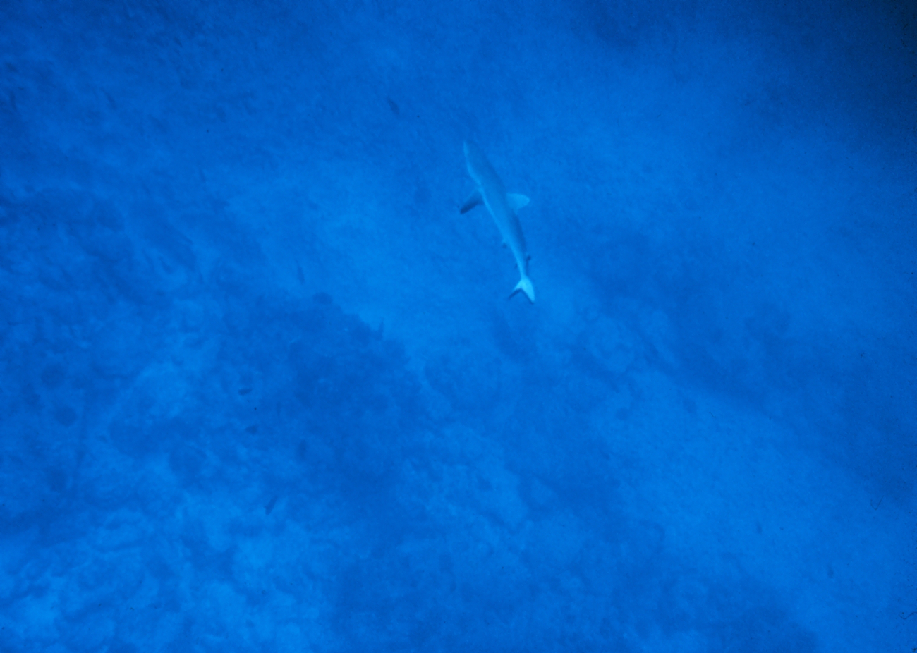 Large shark swimming far below