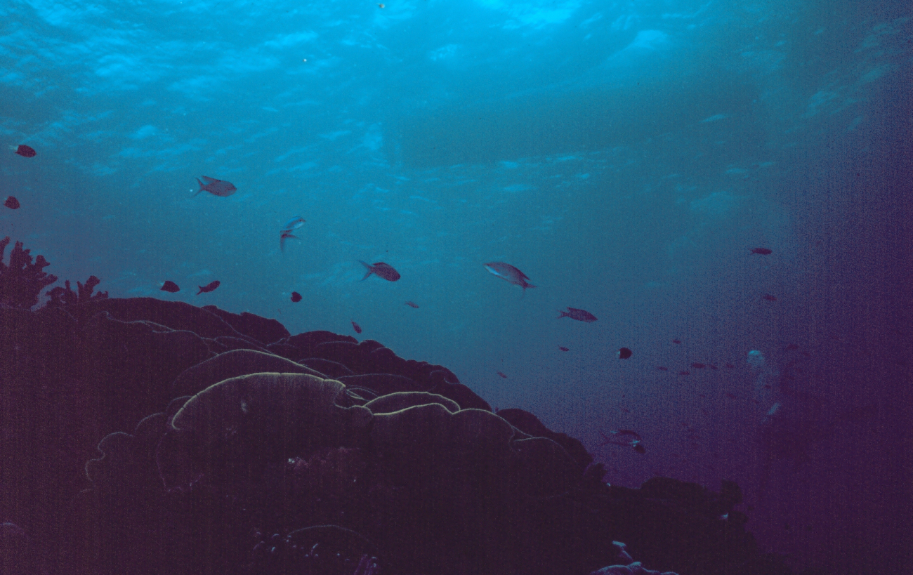 Reef fish, corals and dive boat silhouetted above
