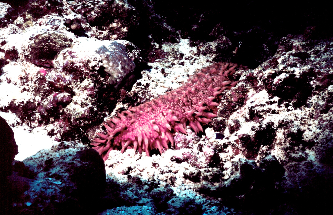 A pinkish brown holothurian