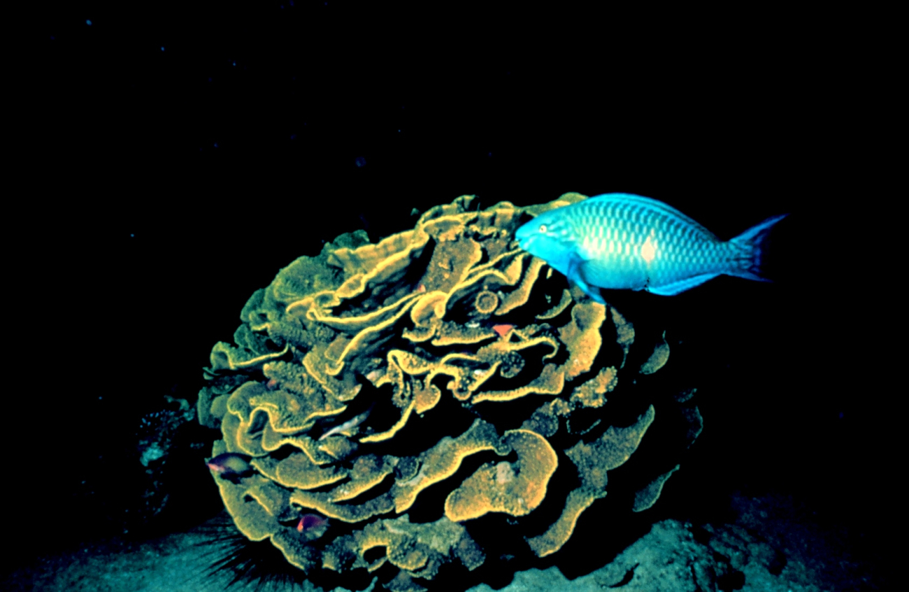 Cabbage coral with parrot fish