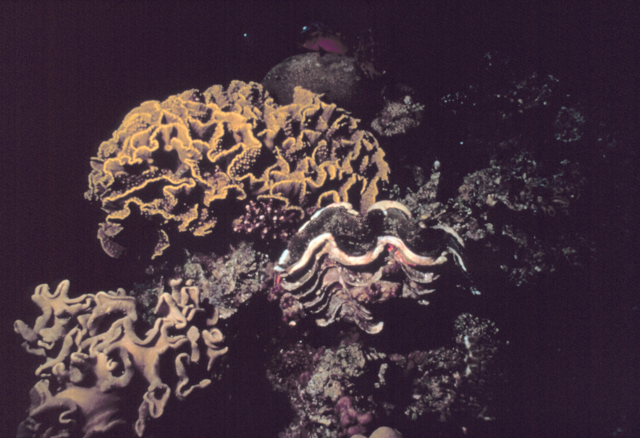 Leather coral and a tridacna clam