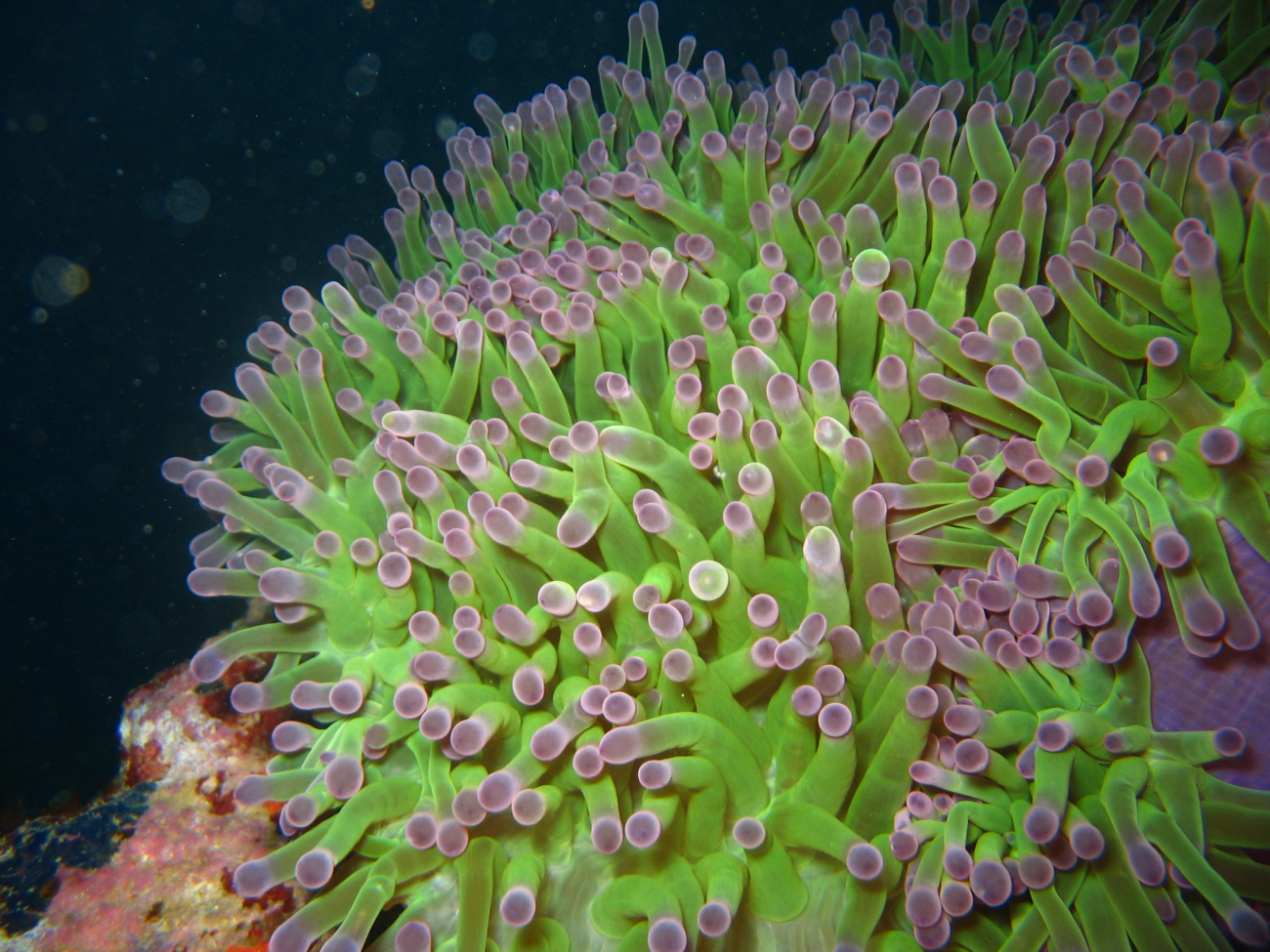 Beautiful green and purple anemone