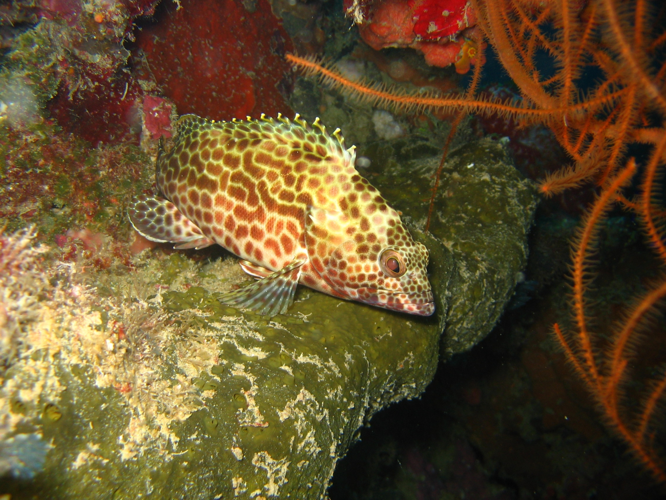 A close-up of the grouper in image reef0514