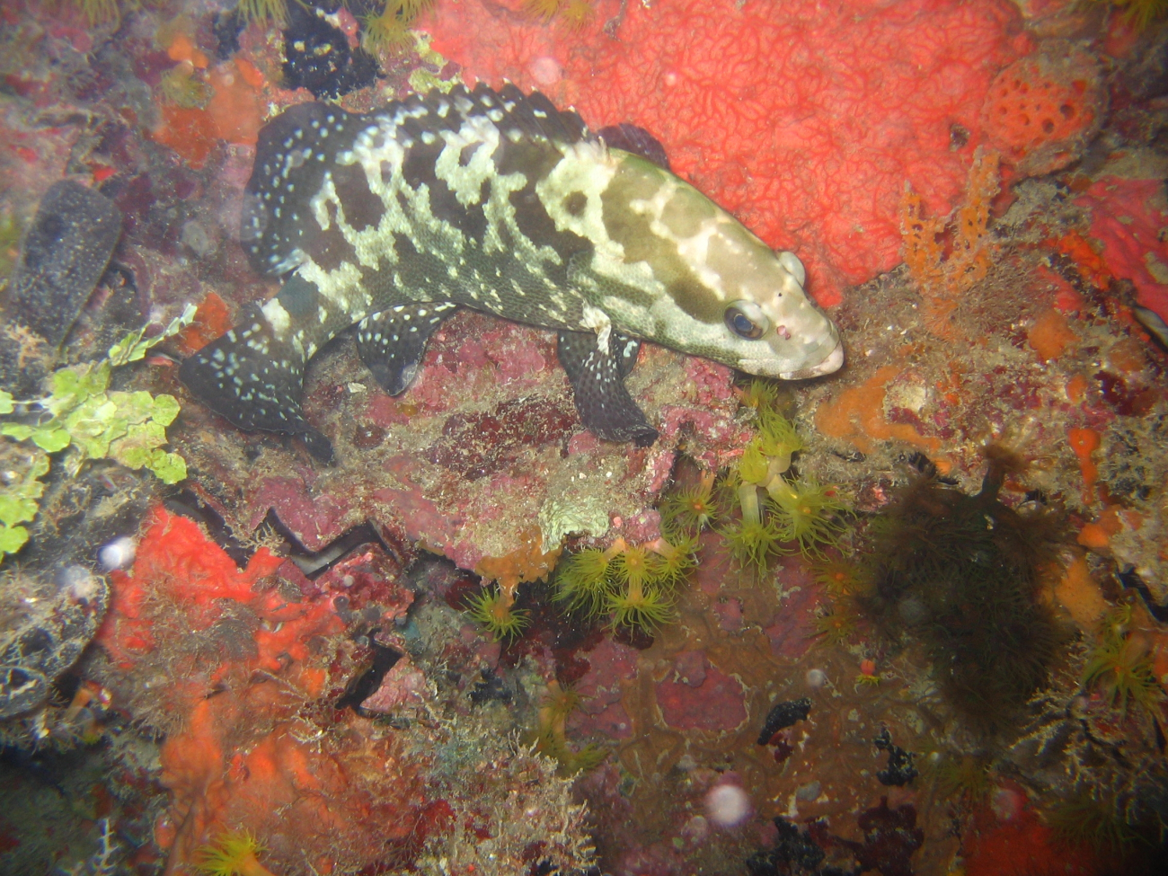 A grouper (Epinephelus sp