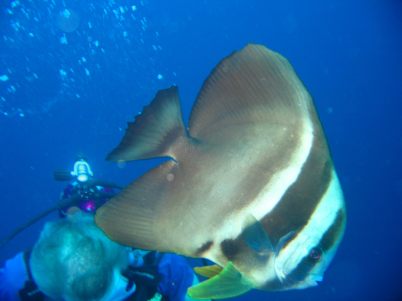 A longfin spadefish (Platax teira)