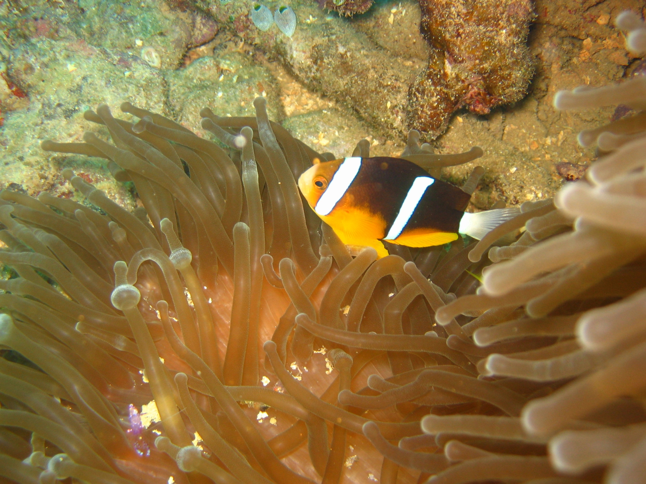 Orange-finned clownfish (Amphiprion chrysopterus) with sea anemone