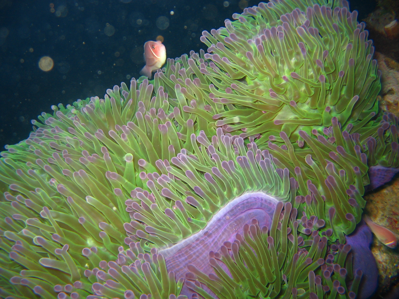 Pink clownfish (Amphiprion perideraion) with sea anemone