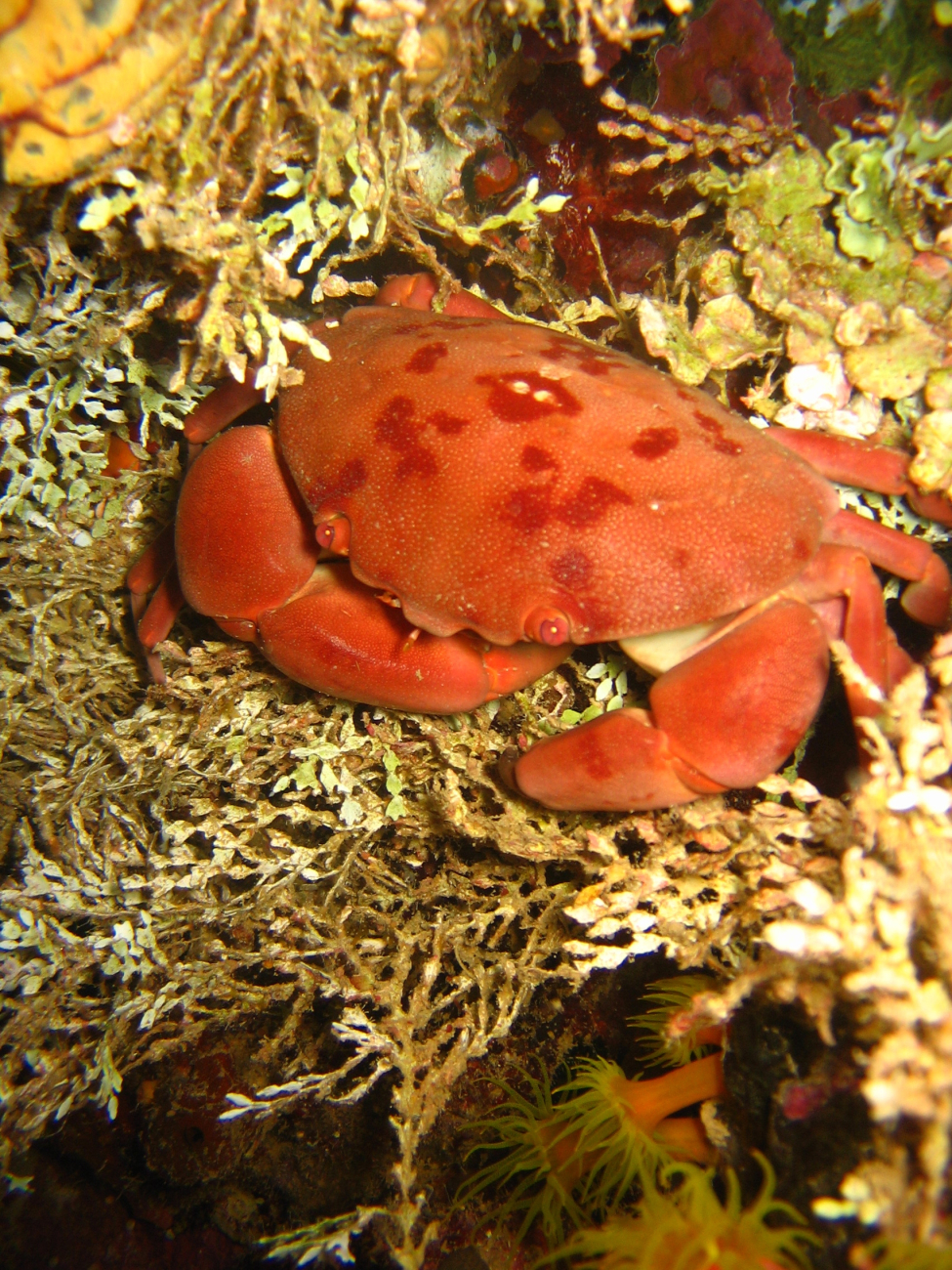 Crab (Atergatis subdentatus)