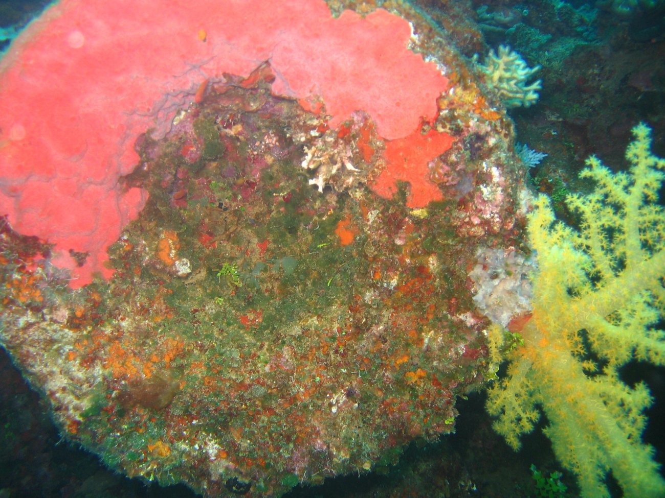 Red sponge and yellow divaricate tree coral (Dendronephthya sp)