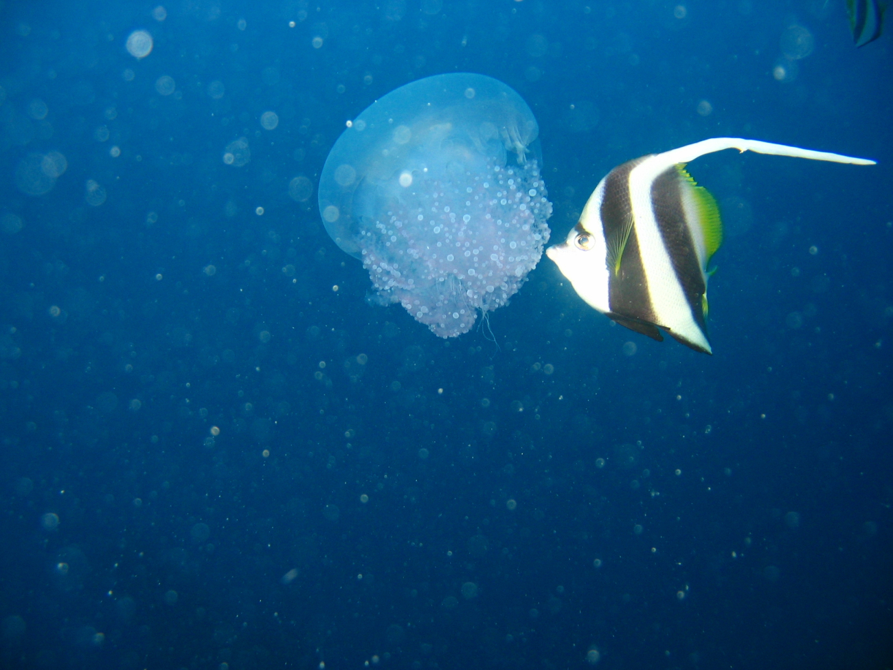 Jellyfish being nibbled on by longfin bannerfish (Heniochus acuminatus)