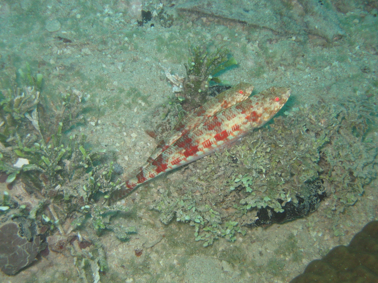 Reef lizardfish (Synodus variegatus)