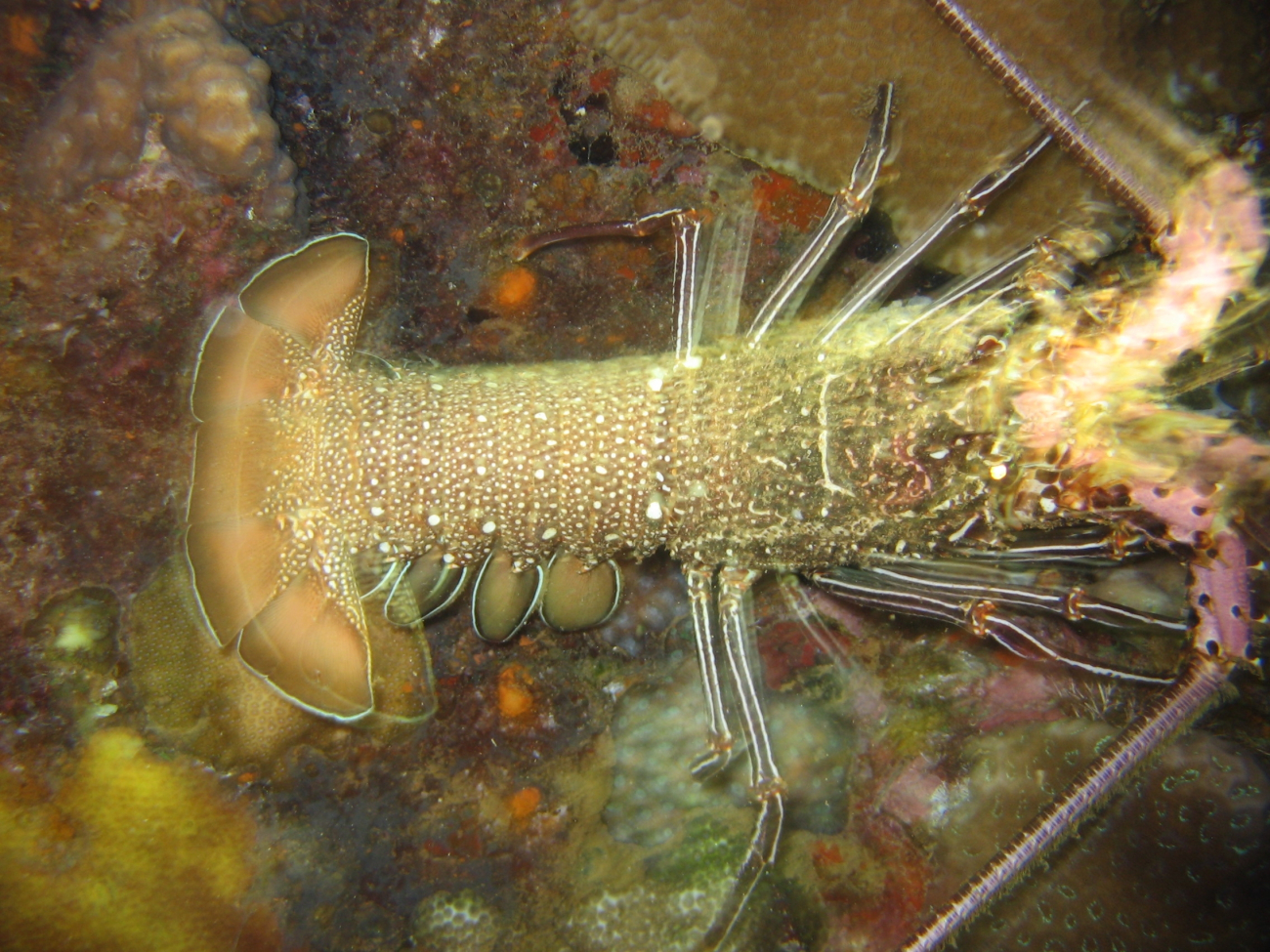 Spiny lobster (Panulirus penicillatus)