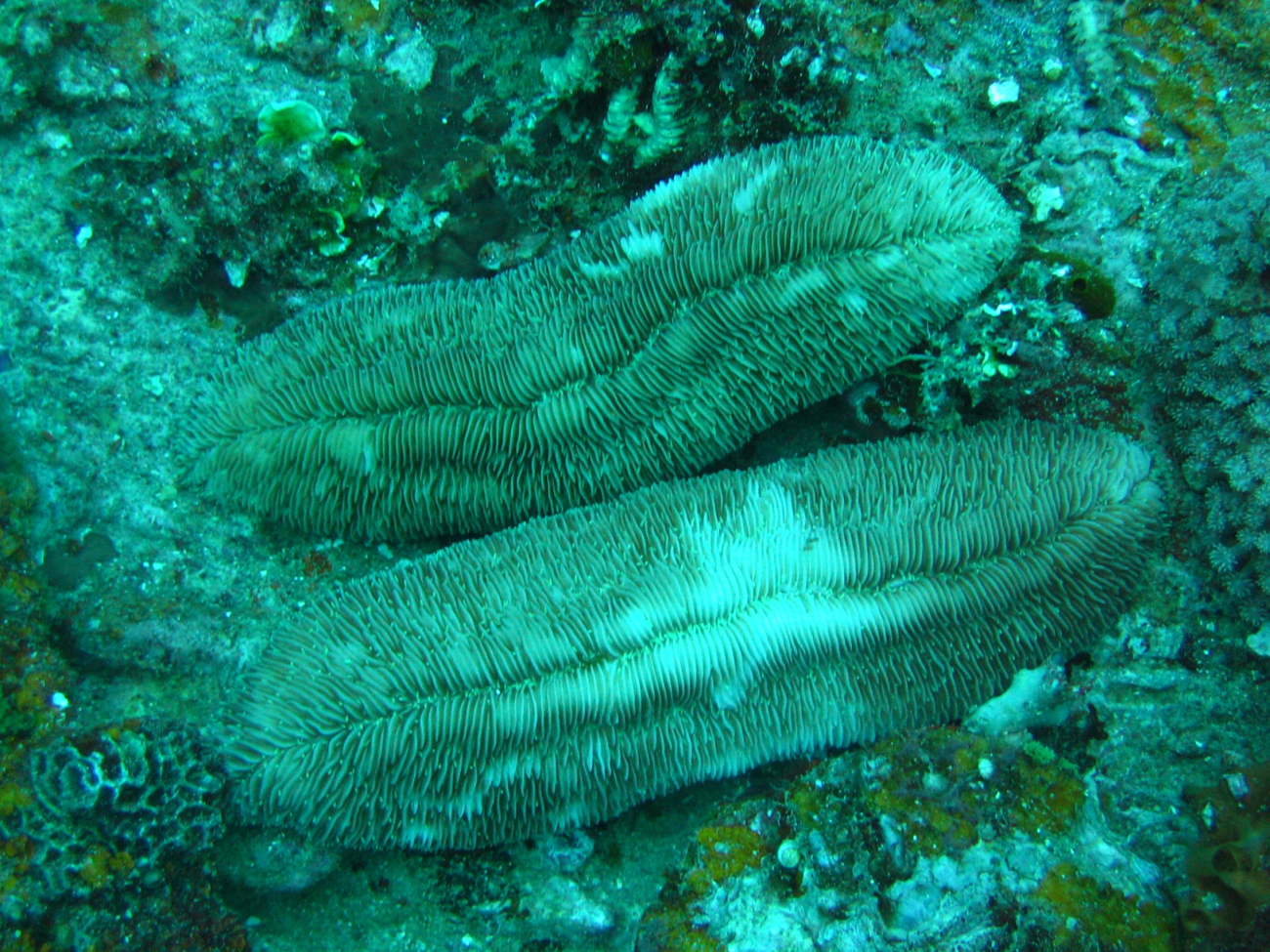 Mushroom coral (Herpolitha limax)