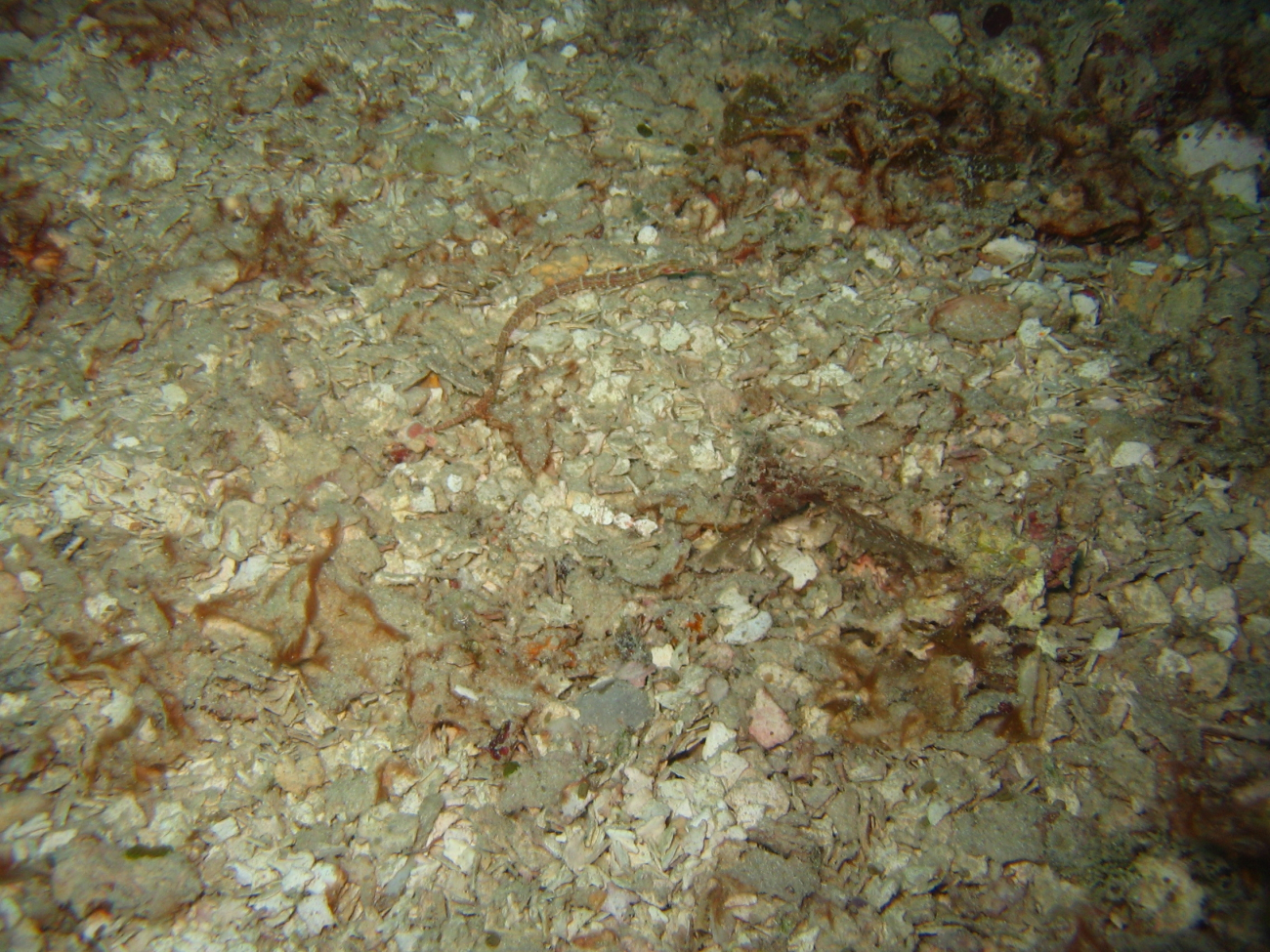 Can you find the pipefish?  There are many species of pipefish which arerelated to seahorses