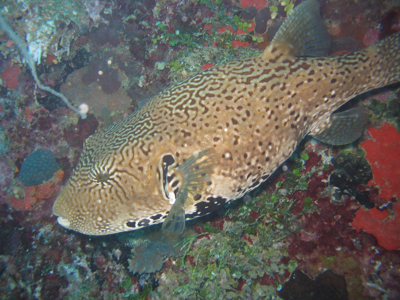 Pufferfish (Arothron sp