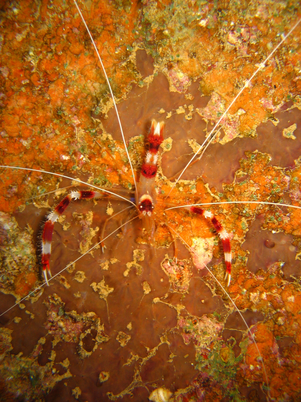 Cleaner shrimp (Stenopus hispidus)