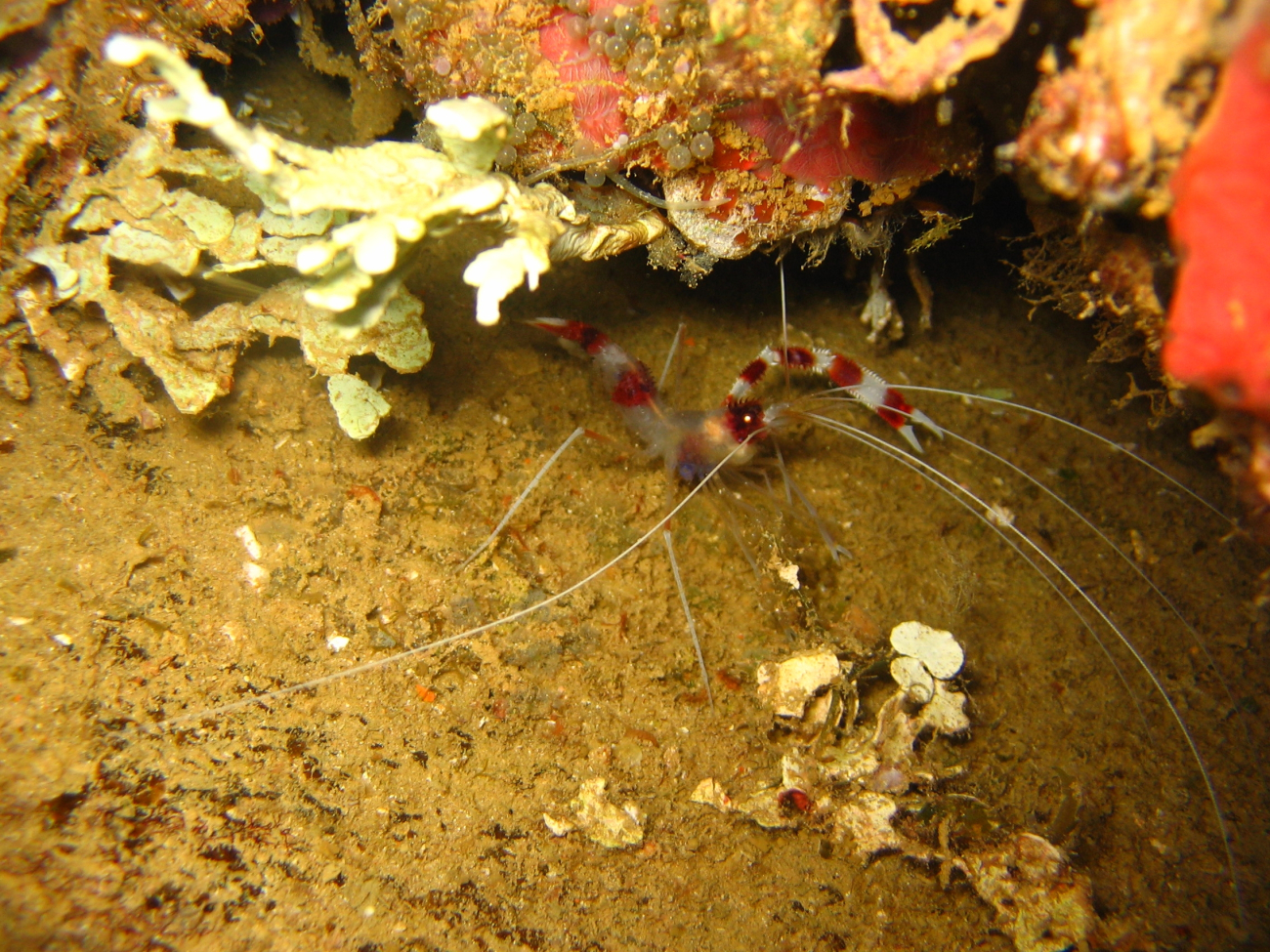 Cleaner shrimp (Stenopus hispidus)