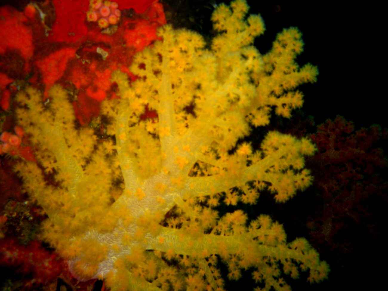 Soft corals (Dendronephthya sp