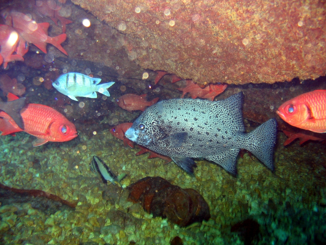A spotted knifejaw (Oplegnathus punctatus) in center with bigeyes anddamselfish