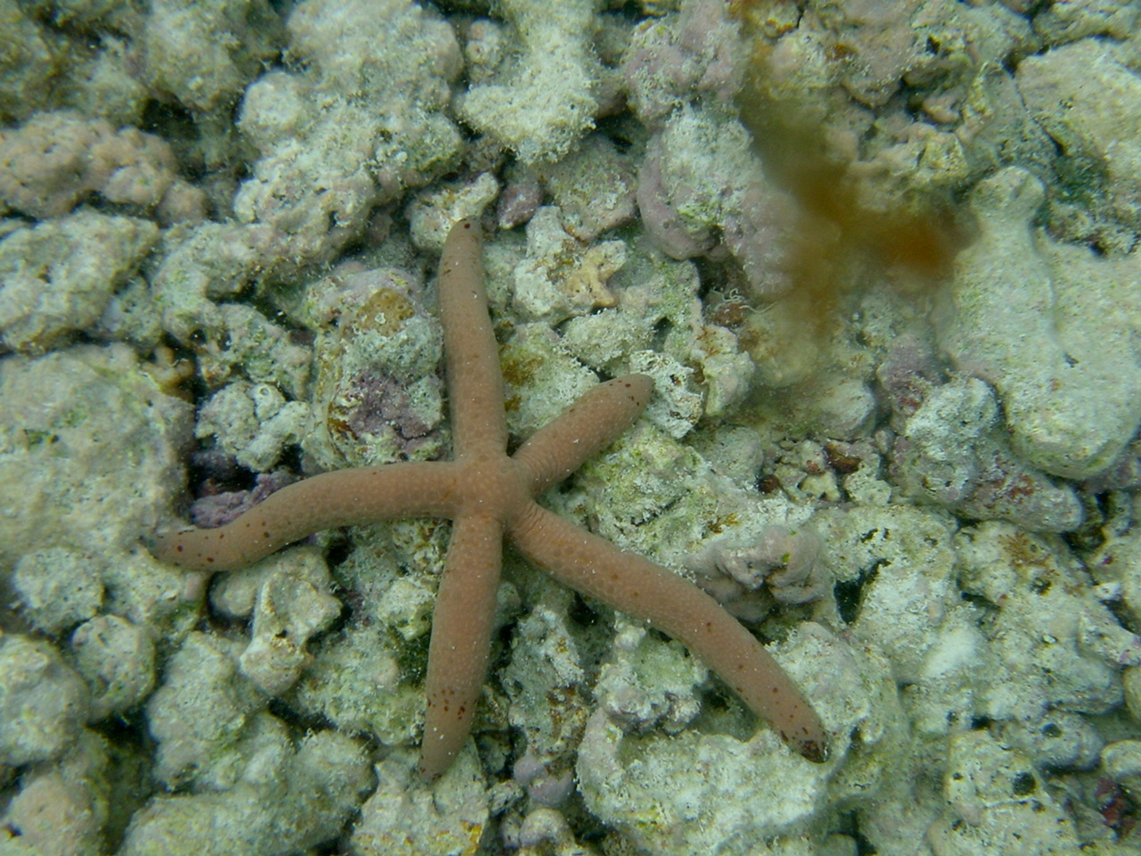 A small brown starfish (Linckia multifora) - a spotted linckia