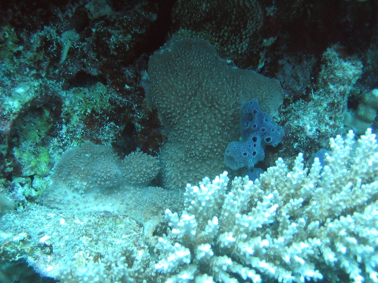 Small blue sponge with unidentified coral