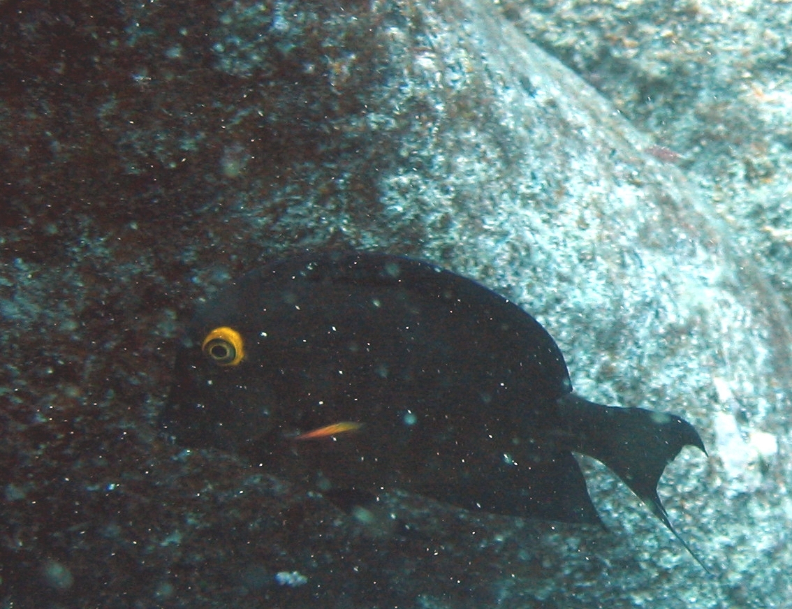 Surgeonfish (Ctenochaetus strigosus)