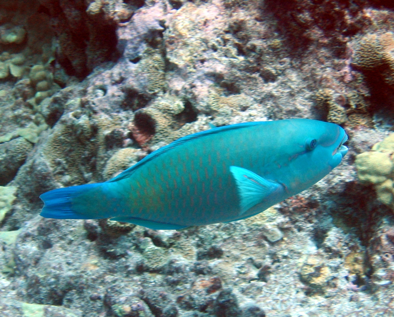 Parrotfish (Chlorurus perspicillatus)