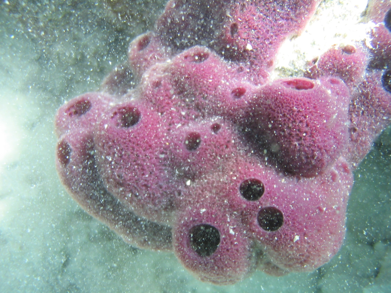 A pink sponge
