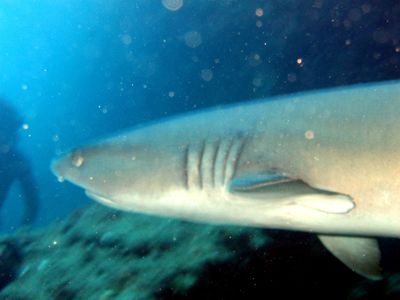 A white-tip shark (Triaenodon obesus) up close and personal