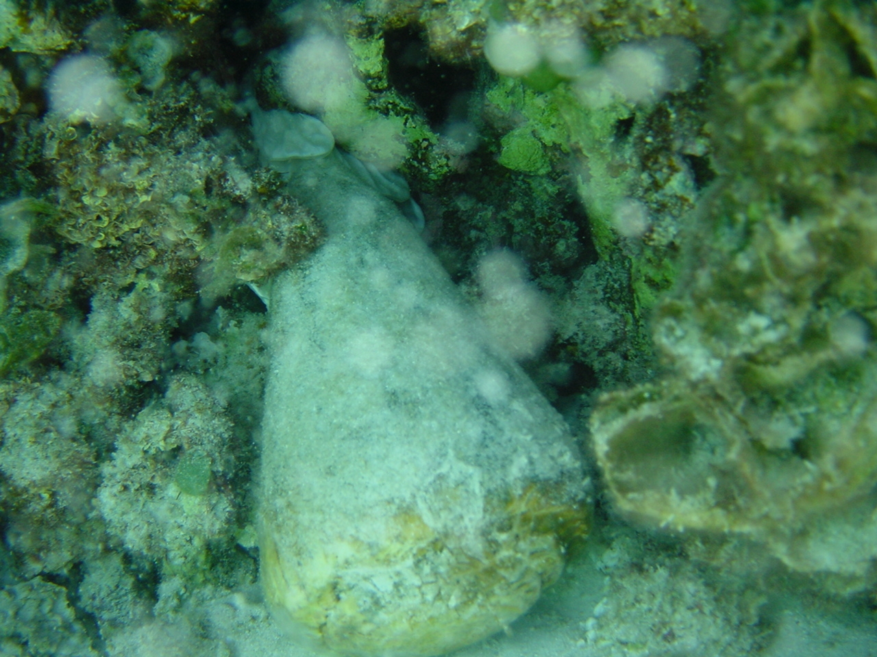 A leopard cone shell (Conus leopardus)