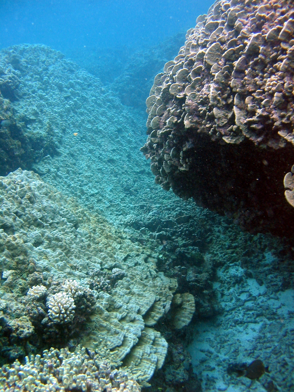 A reef scene with Pavona duerdeni on right