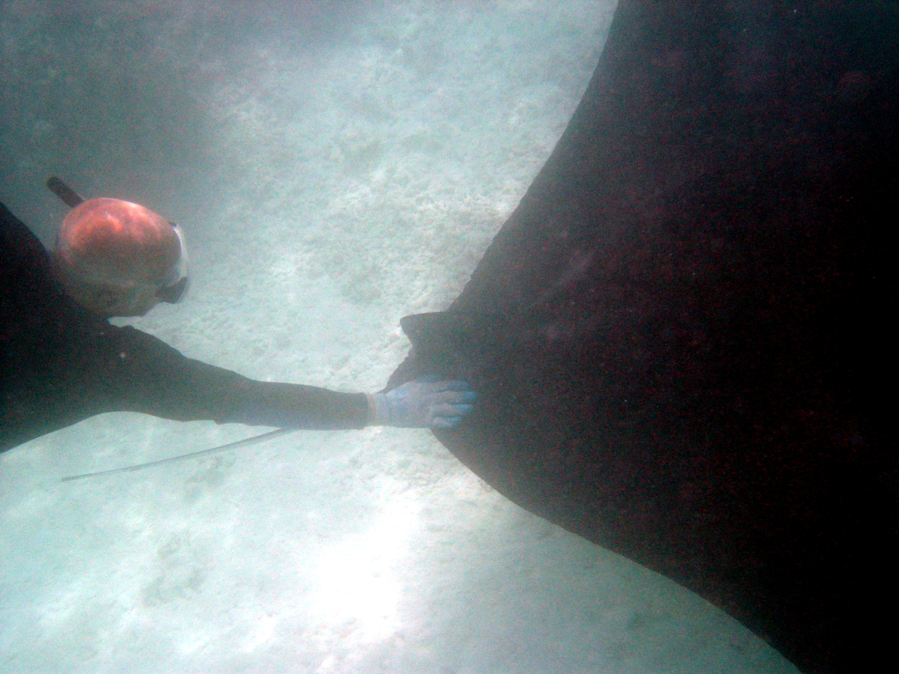 A large manta ray (Manta birostris)