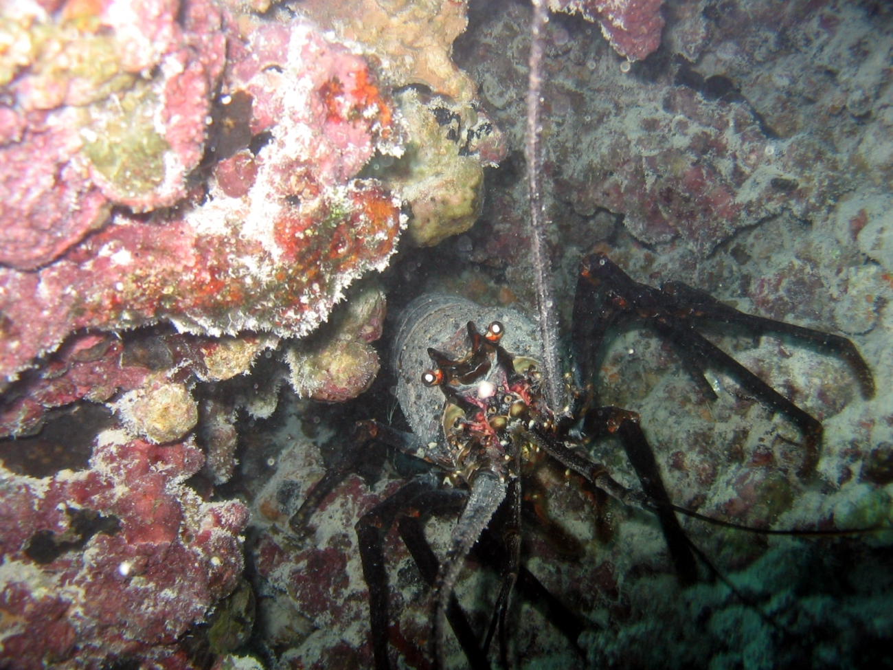 Spiny lobster (Panilurus sp