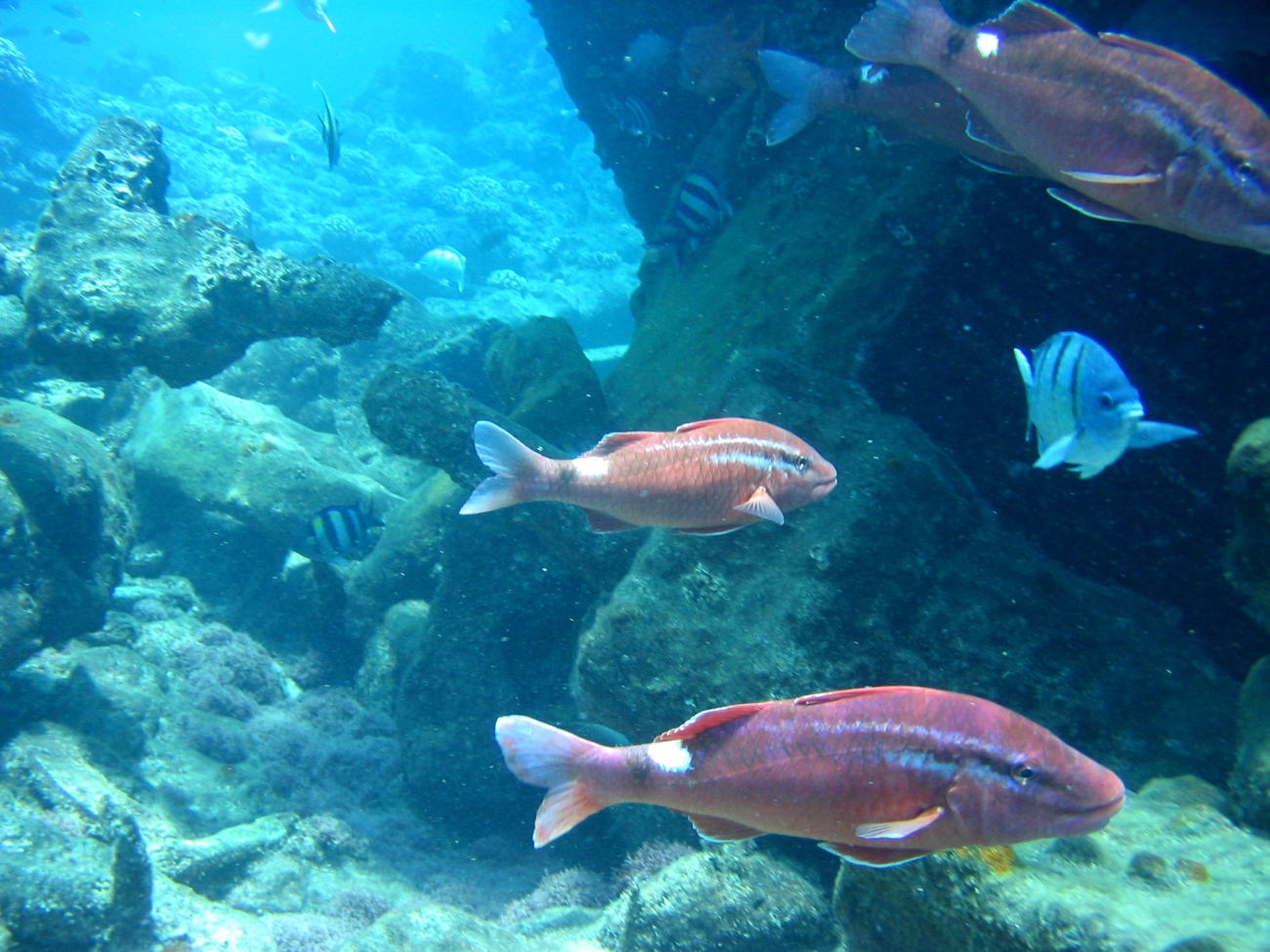 Whitesaddle goatfish (Parupeneus porphyreus) in foreground