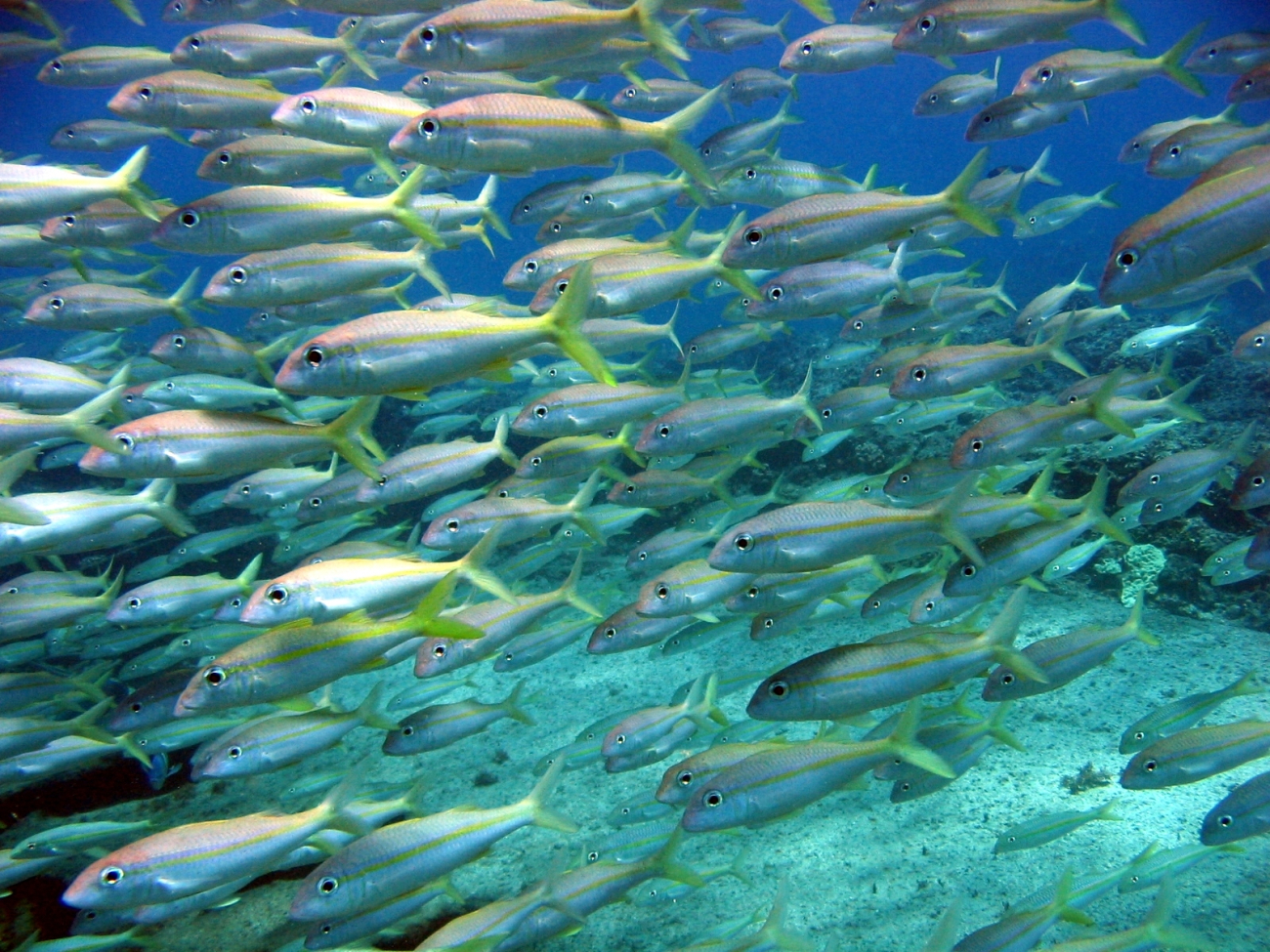 A school of yellow-tailed goatfish (Mulloidichthys flavolineatus)
