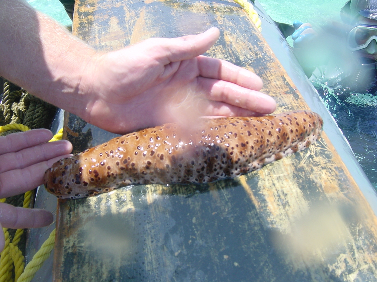 A holothurian - black-spotted sea cucumber (Holothuria sp