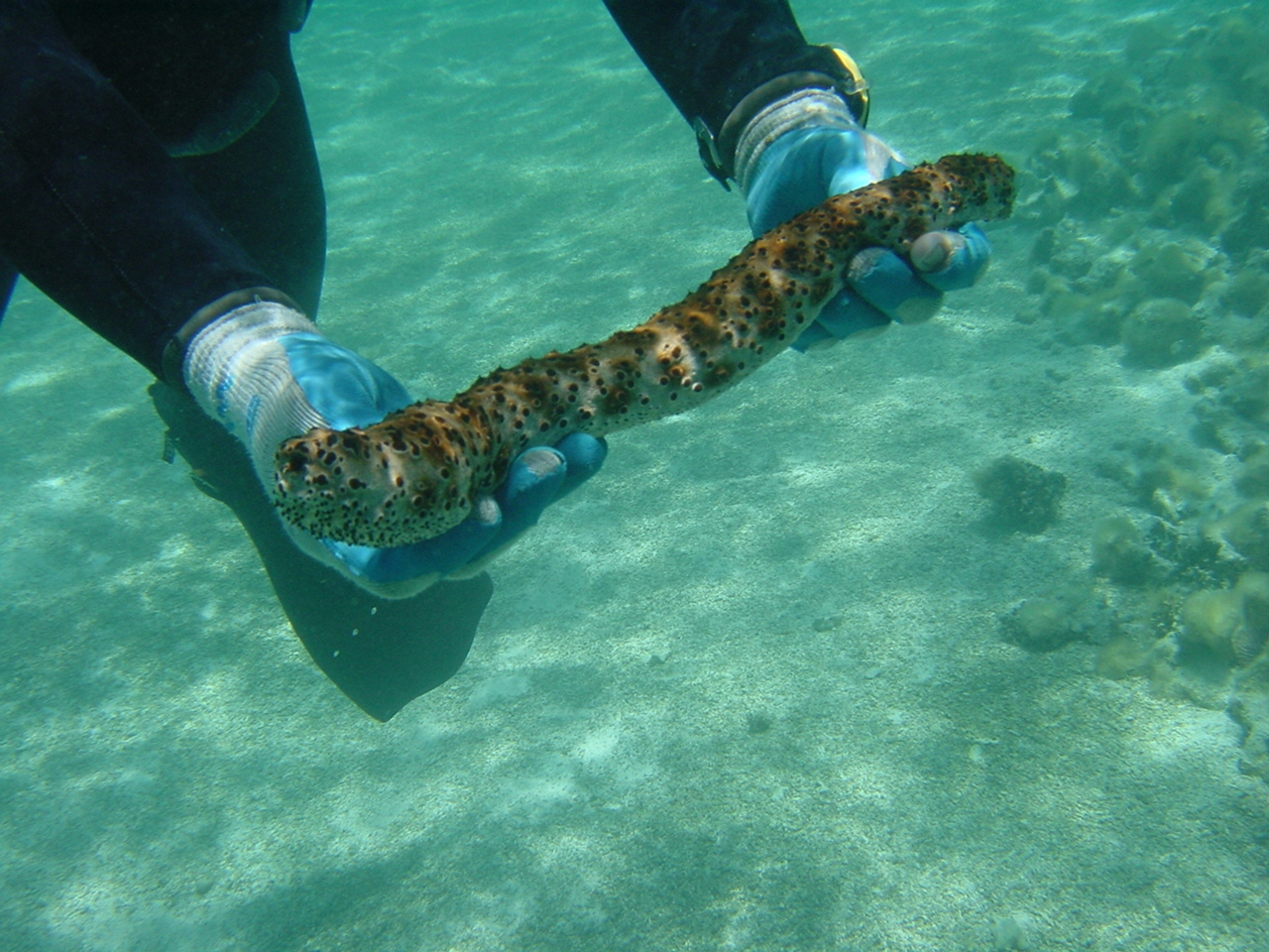 A holothurian - black-spotted sea cucumber (Holothuria sp