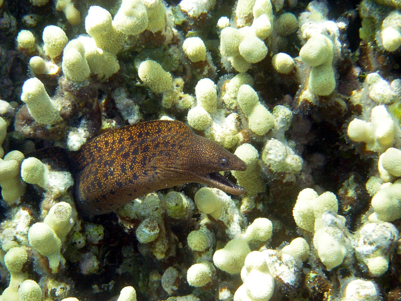 A stout moray eel (Gymnothorax eurostus)