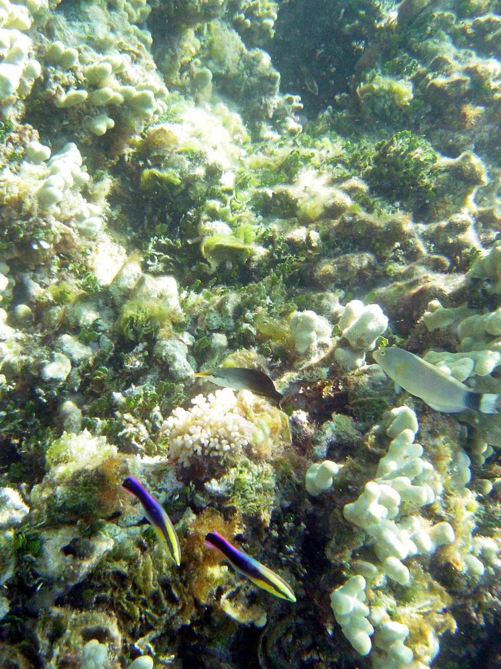 Cleaner wrasses (Labroides phthirophagus) in bottom center ofreef scene