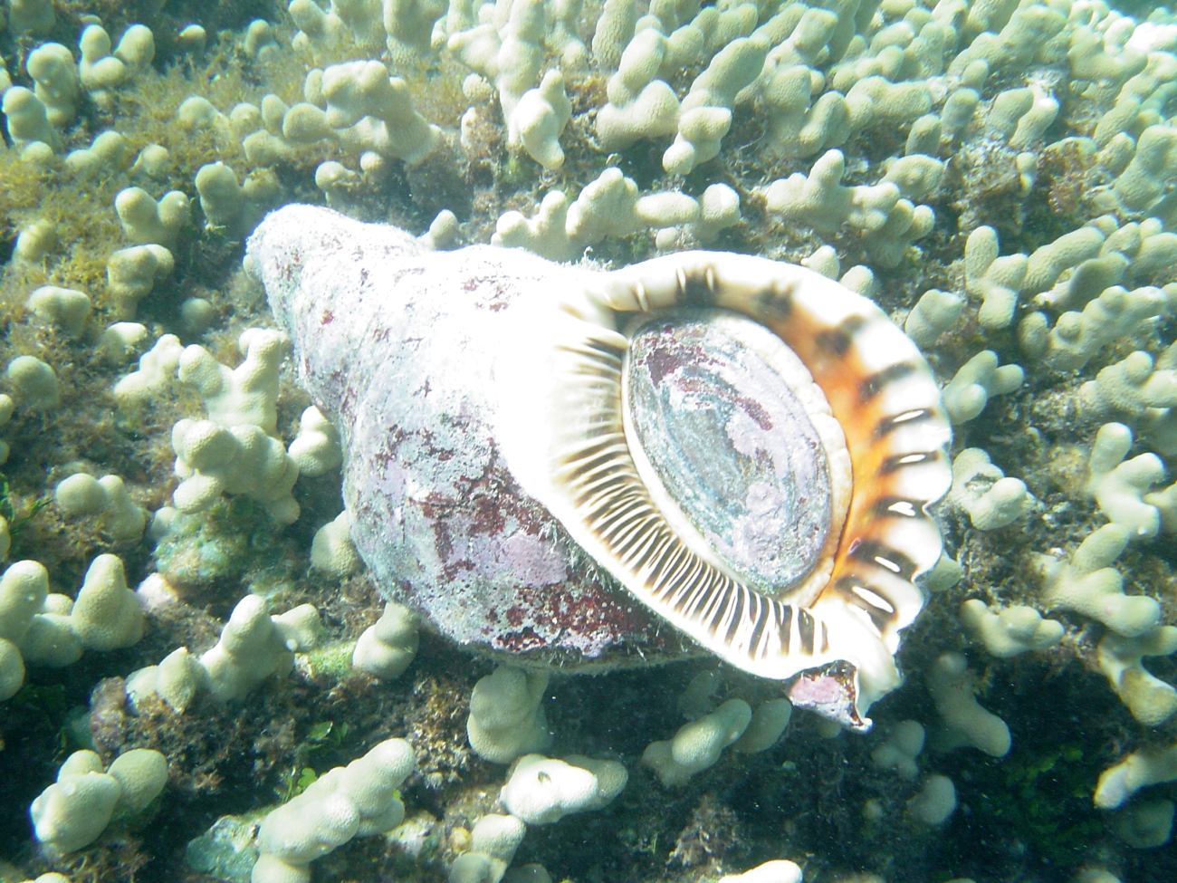 Pacific triton trumpet shell (Charonia tritonis) with living gastropod inside