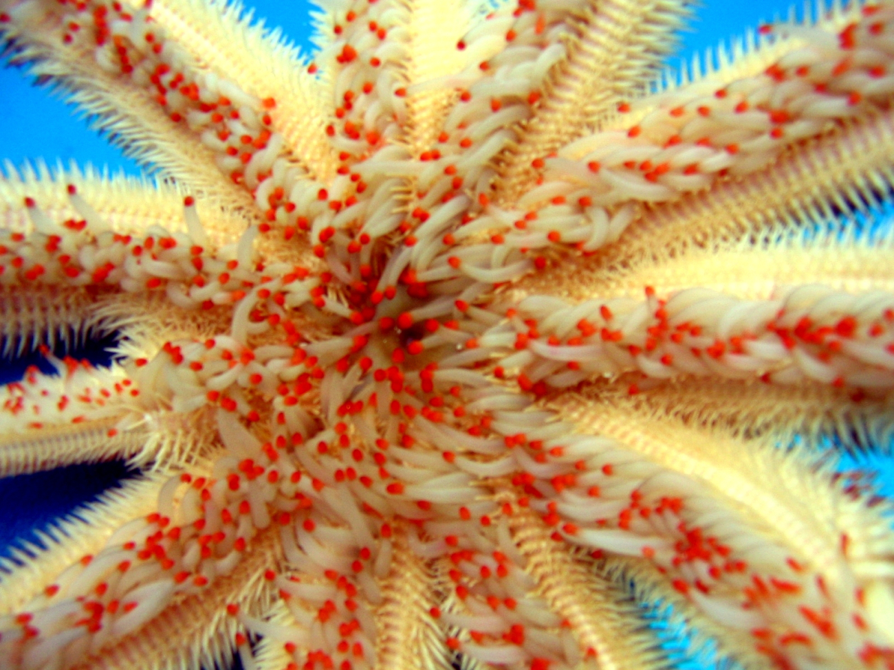 Mouth of Magnificent Star starfish (Luidia magnifica) - note regenerating legs